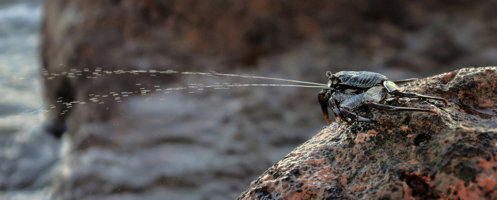 Nature In Class A By Steve Lombardi For Spitting Crab JAN-2019.jpg